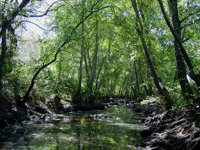 Projeto Ecoética da AMI aposta na reflorestação