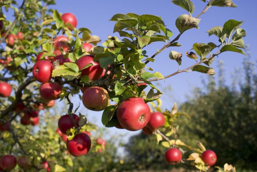 Pomar Solidário vai doar fruta a quem precisa